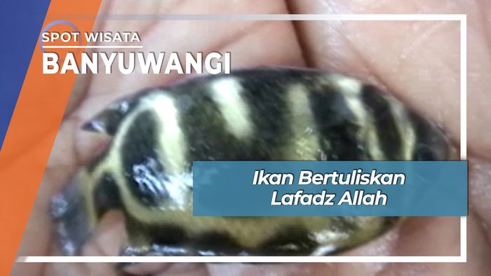 Ikan Bertuliskan Lafadz Allah, Banyuwangi