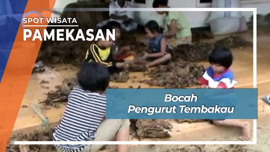 Bocah Pengurut Tembakau, Pamekasan