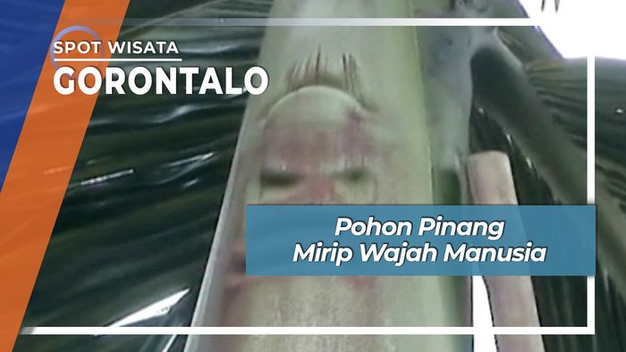 Pohon Pinang Mirip Wajah Manusia, Gorontalo