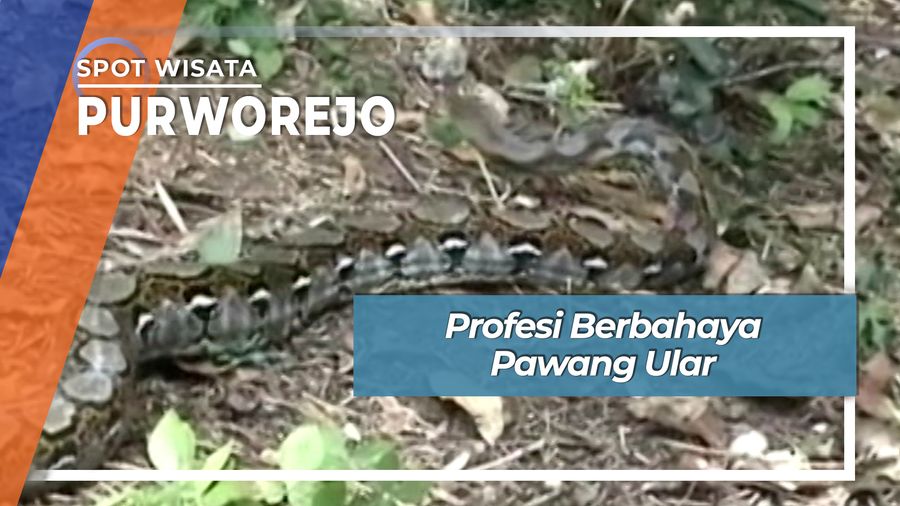 Profesi Berbahaya Pawang Ular Pandekluwih Purworejo