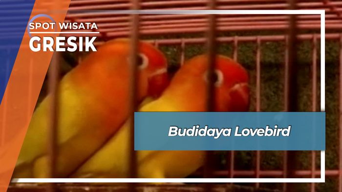 Budidaya Lovebird Randuagung Kebomas Gresik