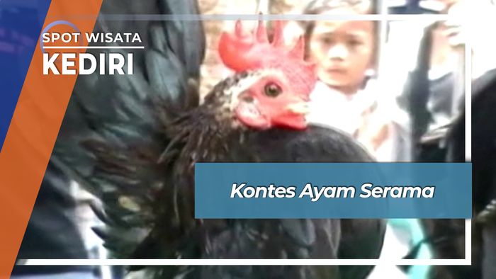 Kontes Ayam Serama si Mungil Gagah di Kediri Jawa Tengah