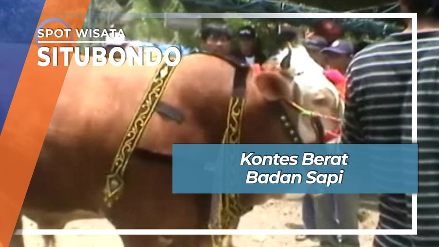 Sapi Badan Besar asal Situbondo