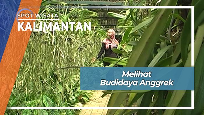 Budidaya Anggrek Kalimantan