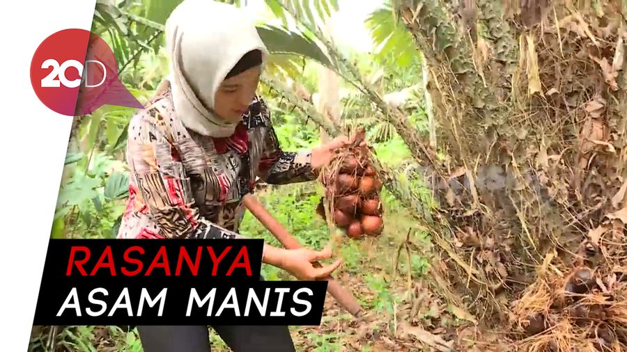 Daging Buah Salak Padang Sidempuan Ini Berwarna Merah Loh!