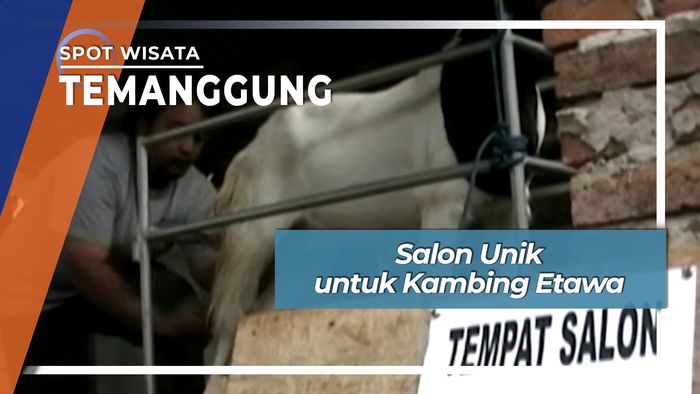 Salon Unik untuk Kambing Etawa, Temanggung