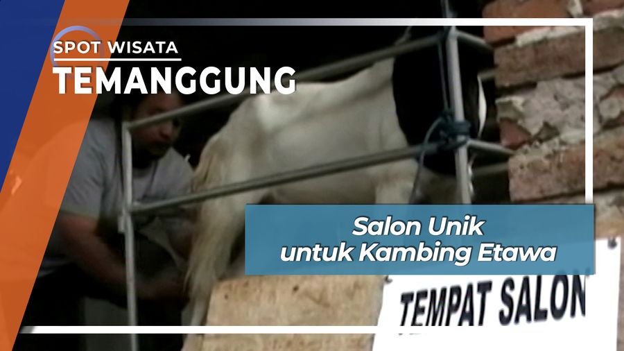 Salon Unik untuk Kambing Etawa, Temanggung