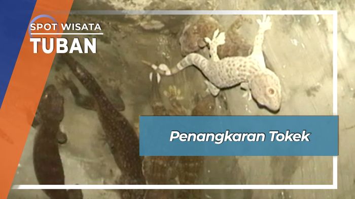 Penangkaran Tokek, Tuban
