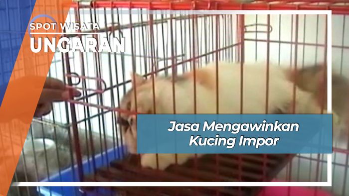 Jasa Mengawinkan Kucing Impor, Ungaran
