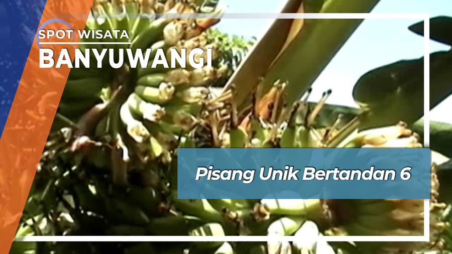 Pisang Unik Bertandan 6, Banyuwangi
