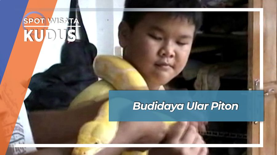 Budidaya Ular Piton, Kudus