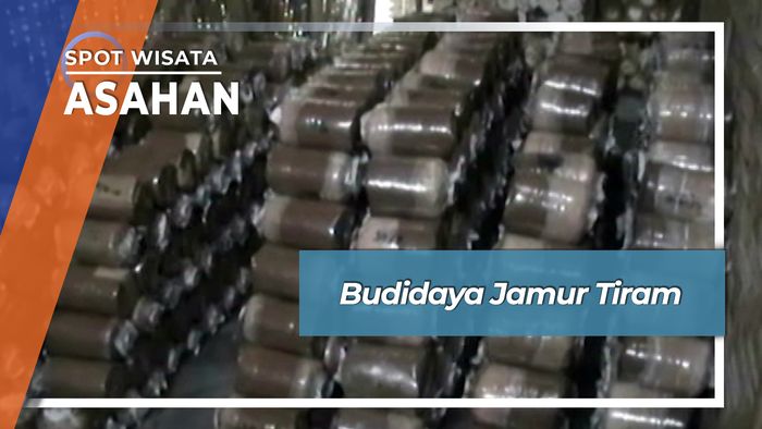 Budidaya Jamur Tiram, Asahan