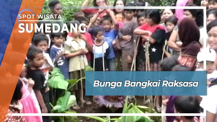 Bunga Bangkai Raksasa, Sumedang