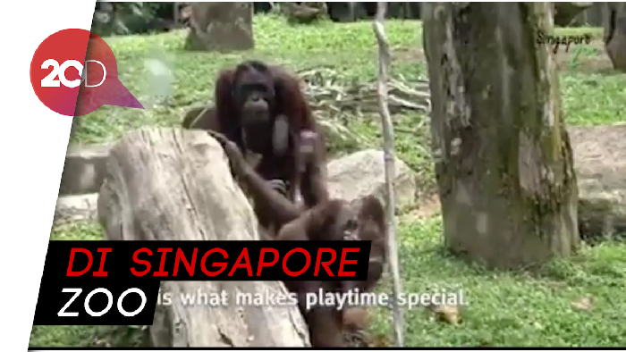 Gemas! Orang Utan Main Gelembung Sabun Saat Pandemi Corona