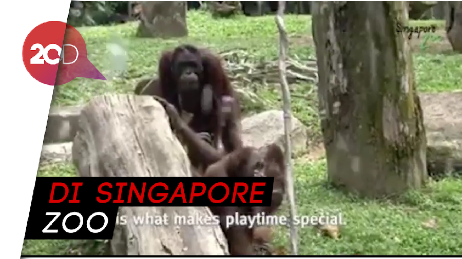 Gemas! Orang Utan Main Gelembung Sabun Saat Pandemi Corona