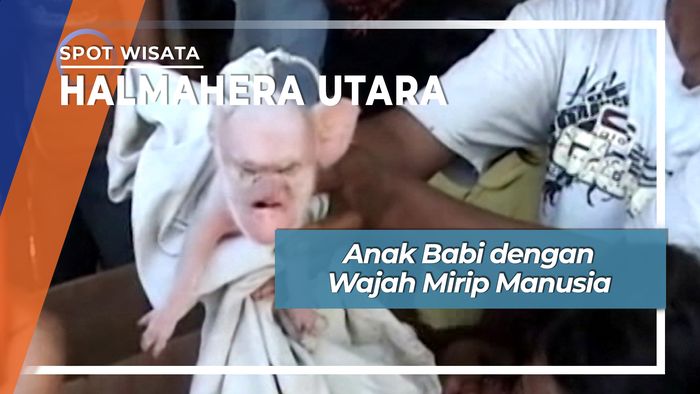 Anak Babi dengan Wajah Mirip Manusia Tobelo Halmahera Utara