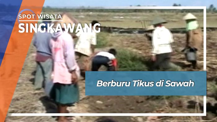 Berburu Tikus Sawah Singkawang Kalimantan Barat