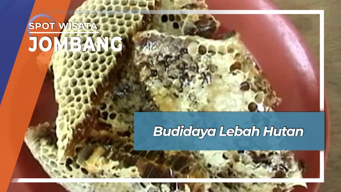 Budidaya Madu Lebah Hutan Dusun Lengkong Jatigedong Jombang