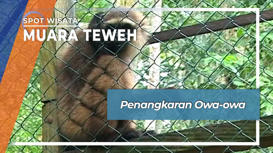 Penangkaran Owa-owa Muara Teweh Kalimantan Tengah
