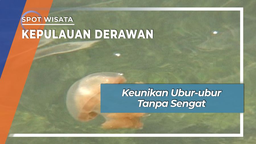 Unik Hanya Dua di Dunia, Ubur-ubur Tanpa Sengat Danau Kakaban Derawan