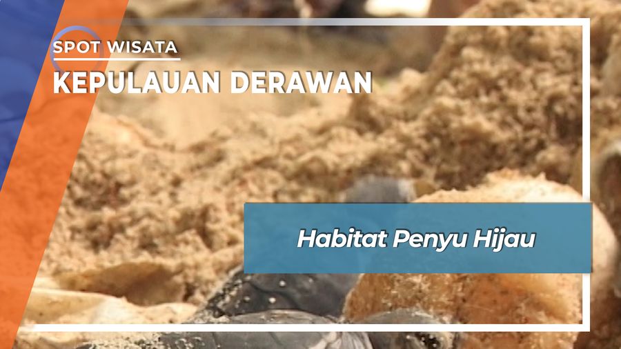 Habitat Penyu Hijau Kepulauan Derawan