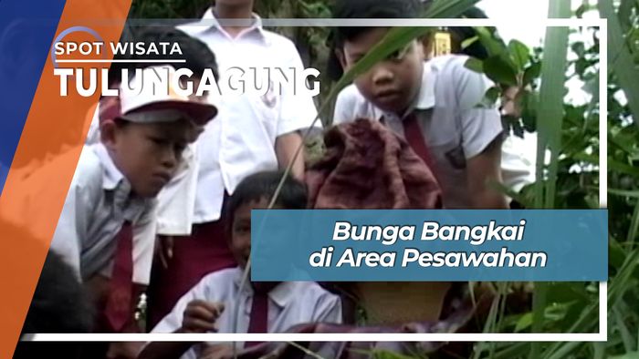 Bunga Bangkai di Area Pesawahan Desa Bangoan Kedungwaru Tulungagung
