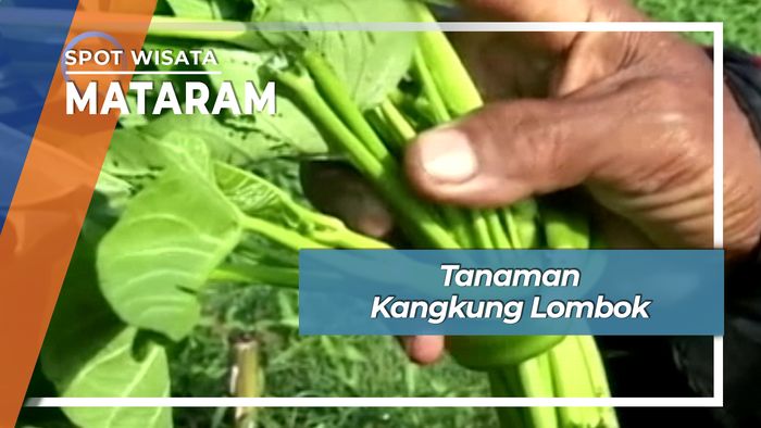 Kebun Kangkung Lombok Nusa Tenggara Barat