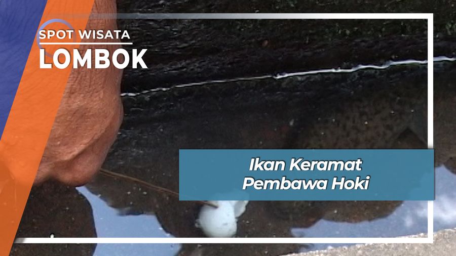 Ikan Keramat Pembawa Hoki, Lombok