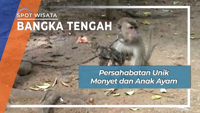 Persahabatan Unik Monyet dan Anak Ayam, Bangka Tengah