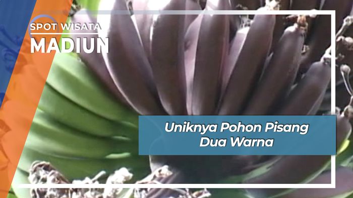 Uniknya Pohon Pisang Dua Warna, Madiun