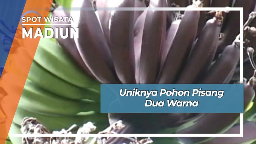 Uniknya Pohon Pisang Dua Warna, Madiun