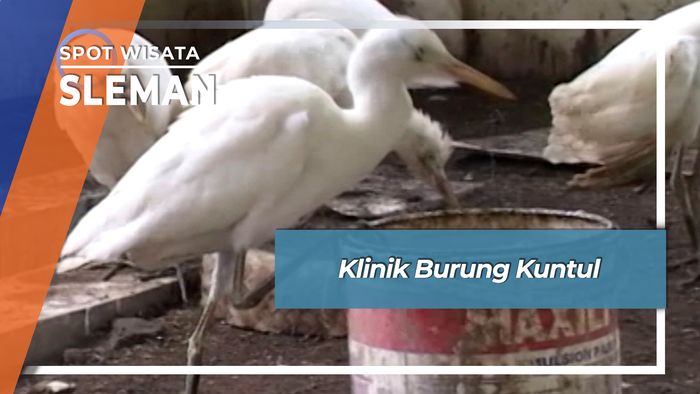 Klinik Burung Kuntul, Sleman