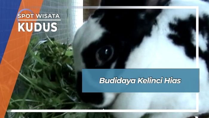 Budidaya Kelinci Hias, Kudus