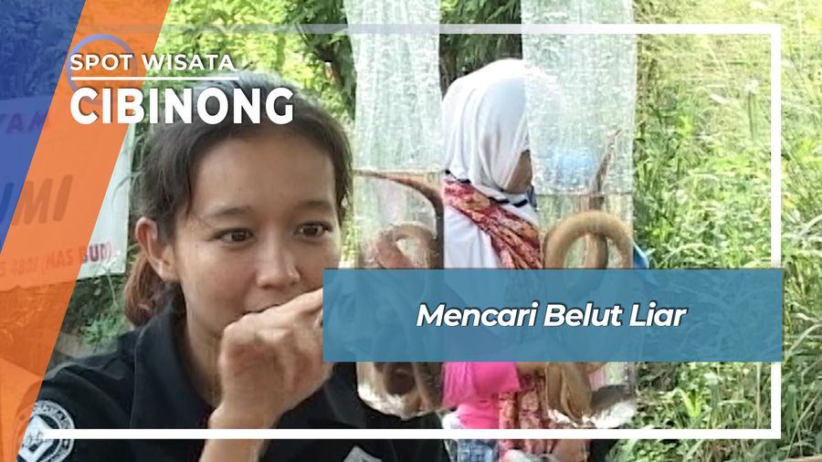 Mencari Belut Liar, Cibinong