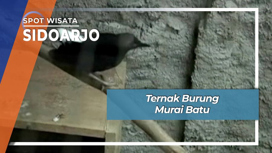 Ternak Burung Murai Batu, Sidoarjo