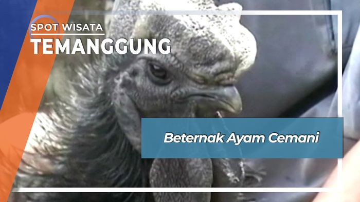 Beternak Ayam Cemani, Temanggung