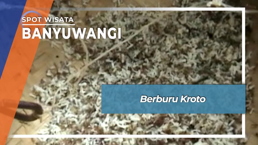 Berburu Kroto, Banyuwangi