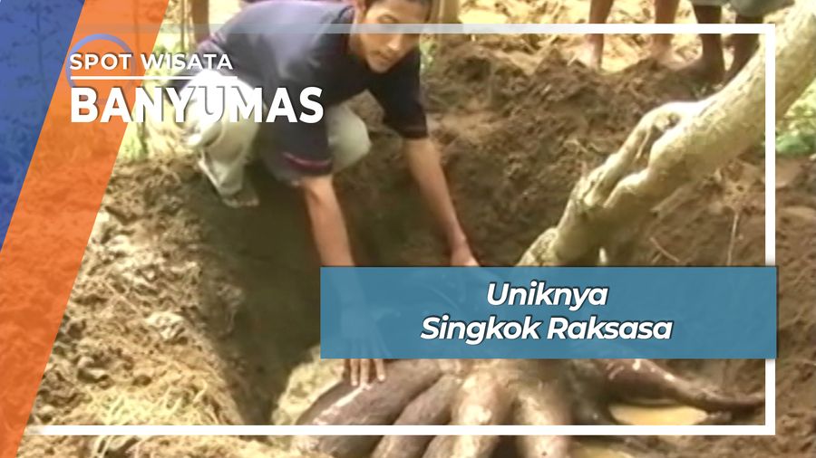 Unik Nikmat Singkong Raksasa Banyumas