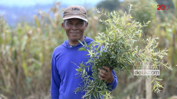 Kayu Putih Hidupkan Desa Wonoharjo