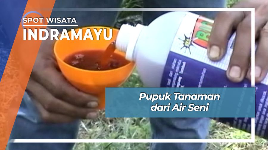 Pupuk Tanaman dari Air Seni, Indramayu