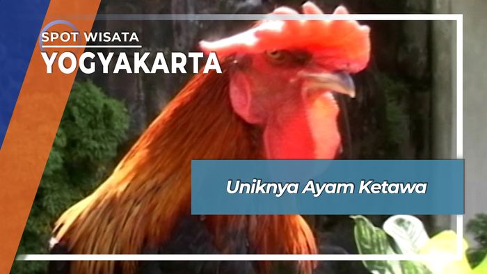 Uniknya Ayam Ketawa, Yogyakarta