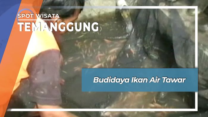 Budidaya Ikan Air Tawar, Temanggung