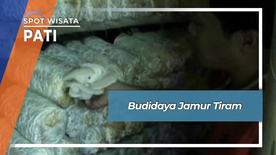 Budidaya Jamur Tiram di Pati