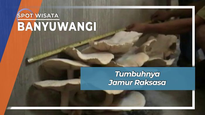 Tumbuhnya Jamur Raksasa, Banyuwangi