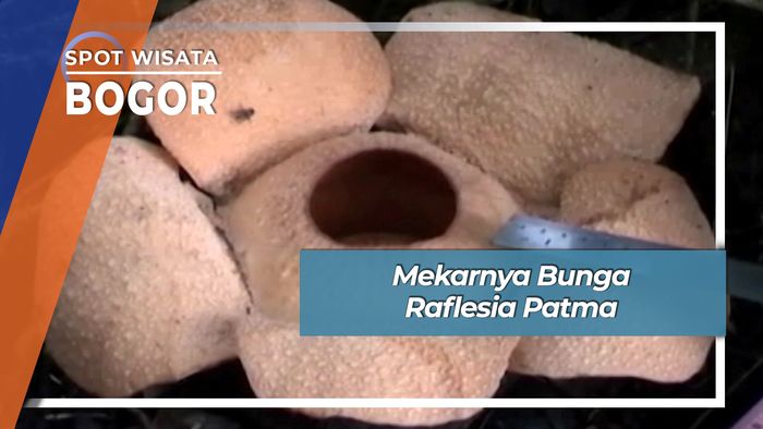 Mekarnya Bunga Raflesia Patma, Bogor