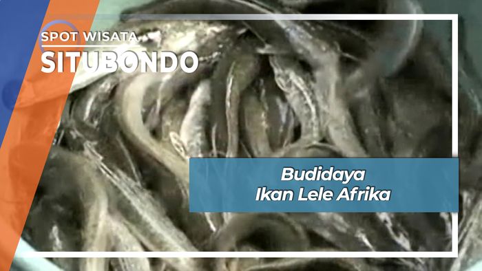 Budidaya Ikan Lele Afrika, Situbondo