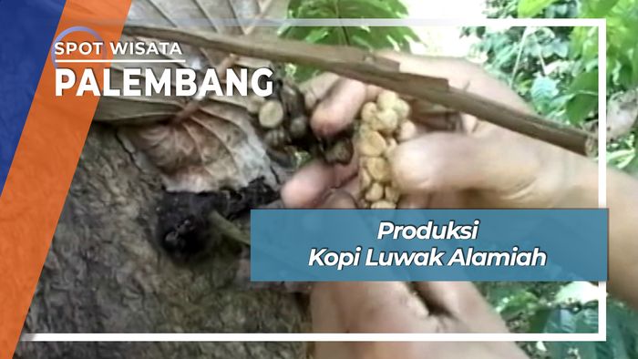 Produksi Kopi Luwak Alamiah, Palembang