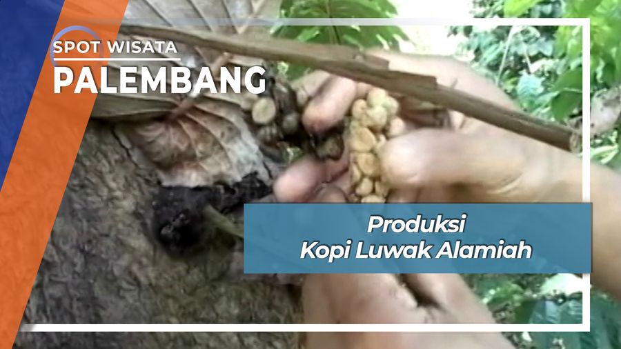 Produksi Kopi Luwak Alamiah, Palembang
