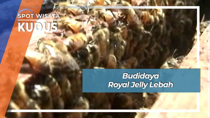Budidaya Royal Jelly Lebah, Kudus