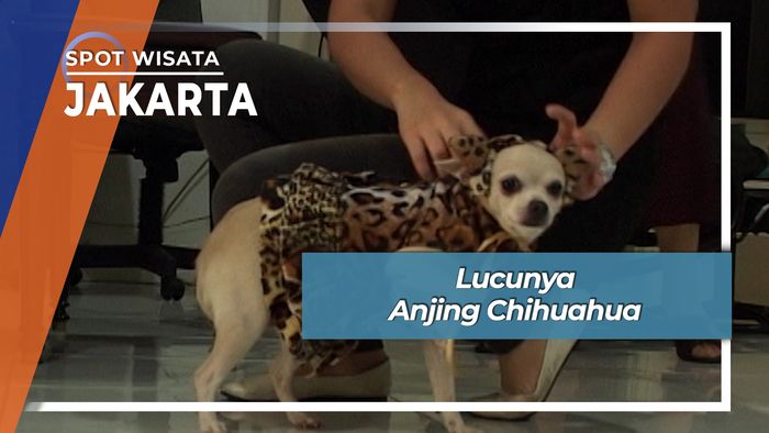 Lucunya Anjing Chihuahua, Jakarta